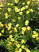 Lin - Linum Campanulatum (fam Linacees) (Europe meridionale) (01) (Photo F. Mrugala)